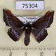 75304p Geometridae Fascellina porphyreofusa Vietnam $8