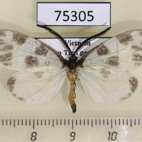 Zygaenidae Corma zenotia Vietnam