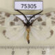 75305p Zygaenidae Corma zenotia Vietnam $12