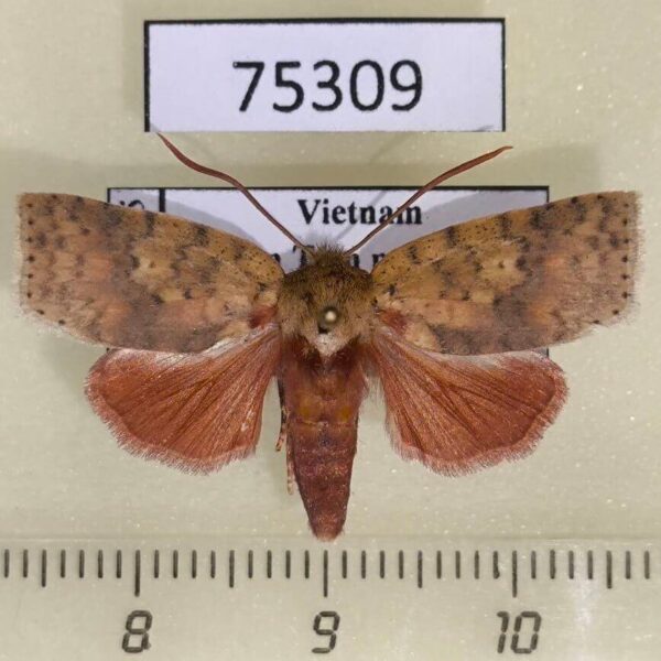 Noctuidae Tympanistes sp. Vietnam