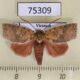75309p Noctuidae Tympanistes sp. Vietnam $9
