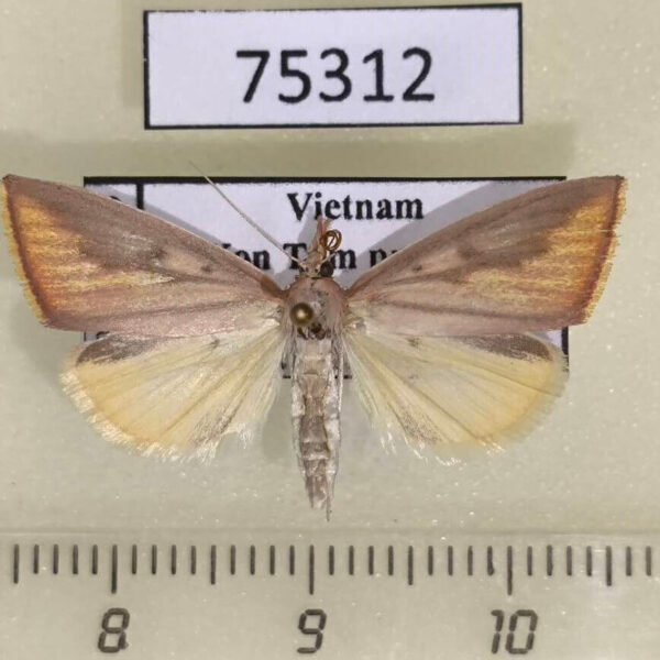 Crambidae sp. Vietnam