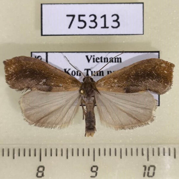 Arctiidae Gampola sinica Vietnam