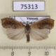 75313p Arctiidae Gampola sinica Vietnam $7