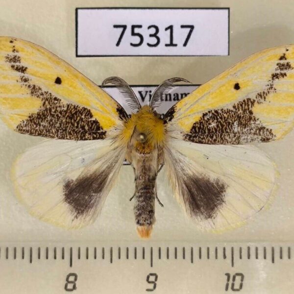 Lymantridae Pida niphonis Vietnam
