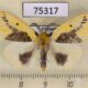75317p Lymantridae Pida niphonis Vietnam $10