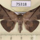 75318p Noctuidae Heterosplia nigripalpis f Vietnam $6