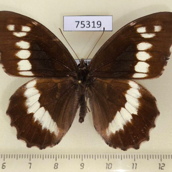Satyridae Brintesia circe Georgia