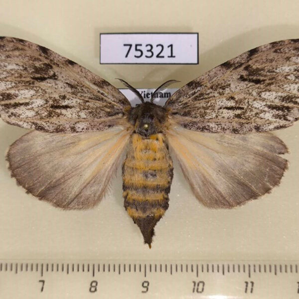 Lymantridae Lymantria sp. f Vietnam