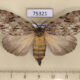 75321p Lymantridae Lymantria sp. f Vietnam $12