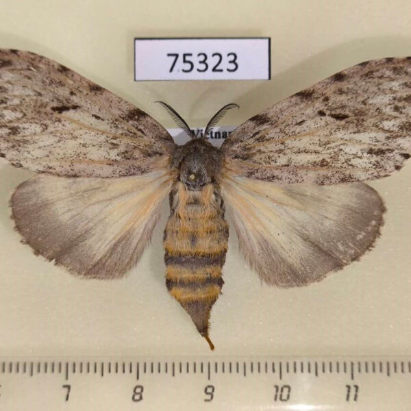 Lymantridae Lymantria sp. f Vietnam