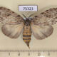 75323p Lymantridae Lymantria sp. f Vietnam $12