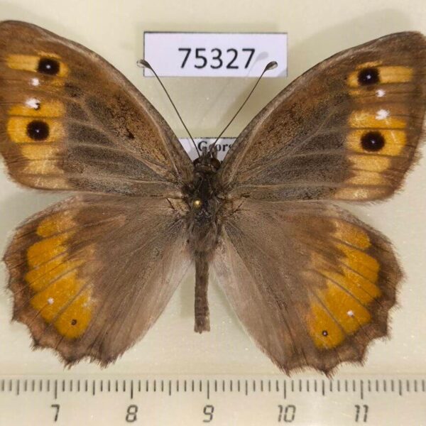 Satyridae Pseudochazara pelopea Georgia