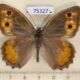 75327p Satyridae Pseudochazara pelopea Georgia $10