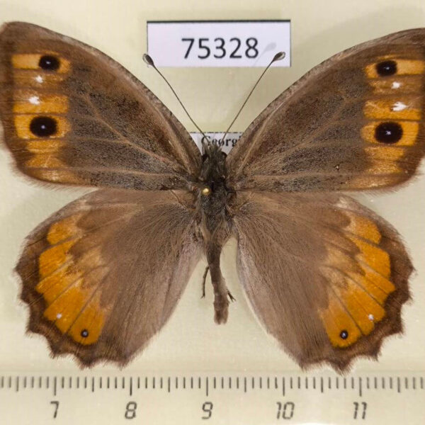 Satyridae Pseudochazara pelopea Georgia