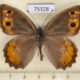 75328p Satyridae Pseudochazara pelopea Georgia $10