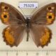 75329p Satyridae Pseudochazara pelopea Georgia $10