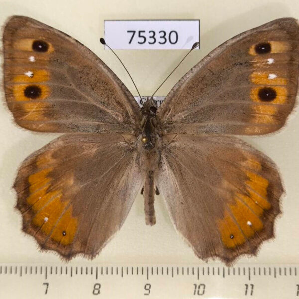 Satyridae Pseudochazara pelopea Georgia