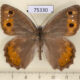 75330p Satyridae Pseudochazara pelopea Georgia $10