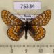 75334p Nymphalidae Euphydryas aurinia Tyva rep. $5