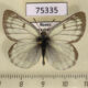 75335p Pieridae Colias tyche Tyva rep. $7