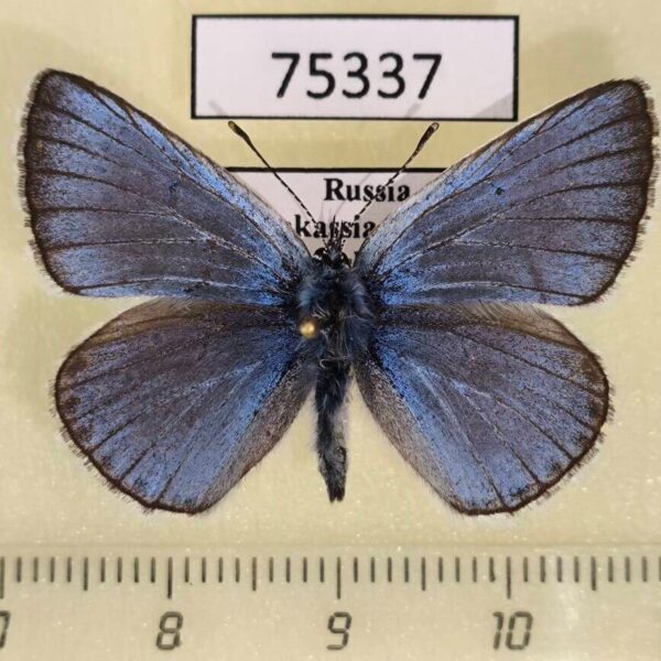 Lycaenidae Plebicula amandus Khakassia rep.