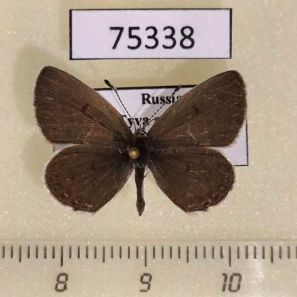 Lycaenidae Tongeia fischeri Krasnoyarsk reg.