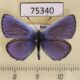 75340p Lycaenidae Everes argiades Krasnoyarsk reg.$4