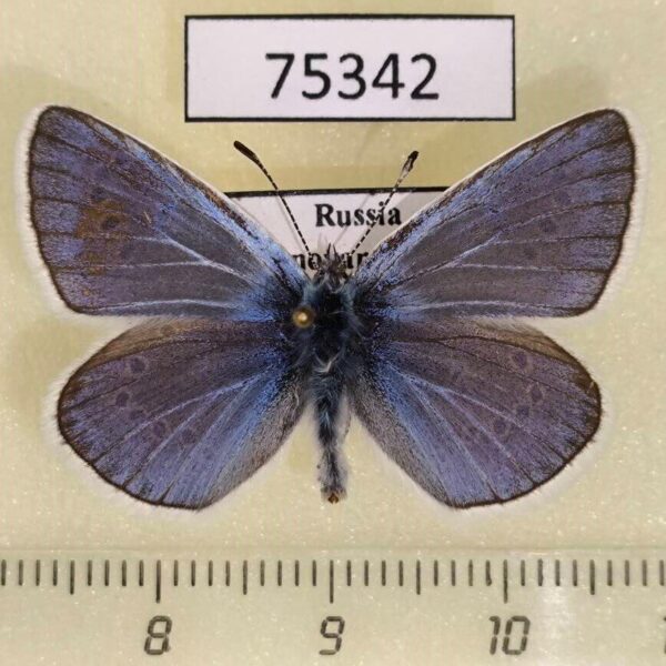 Lycaenidae Plebicula amandus Krasnoyarsk reg.