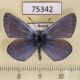 75342p Lycaenidae Plebicula amandus Krasnoyarsk reg. $7