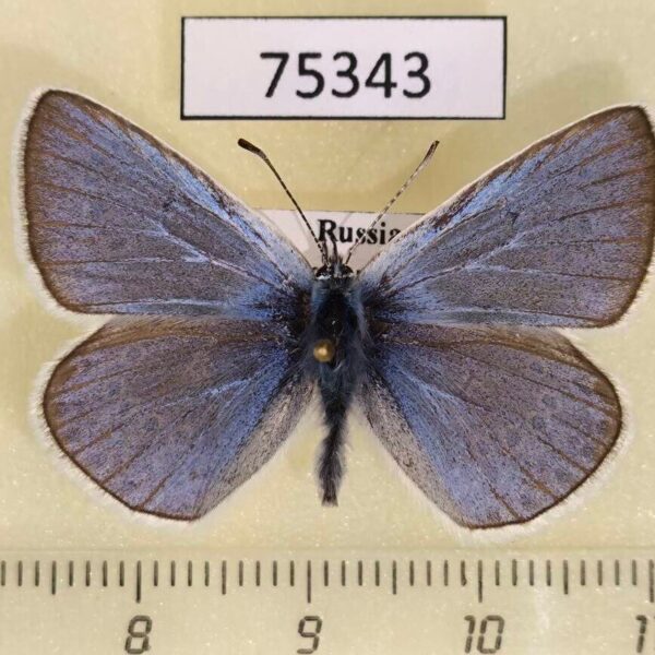 Lycaenidae Plebicula amandus Krasnoyarsk reg.