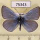 75343p Lycaenidae Plebicula amandus Krasnoyarsk reg. $7