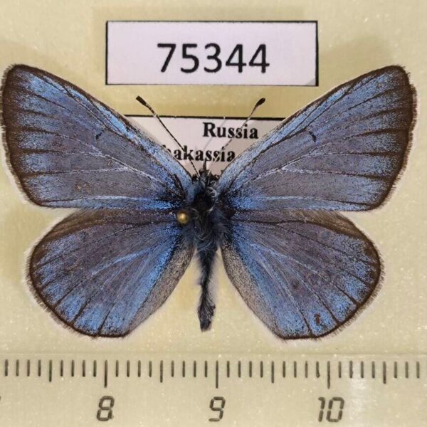 Lycaenidae Plebicula amandus Khakassia rep.