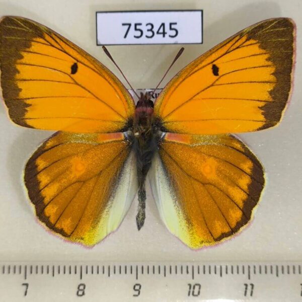 Pieridae Colias heos Khakassia rep.
