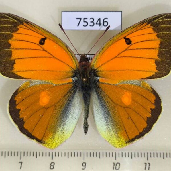 Pieridae Colias heos Khakassia rep.