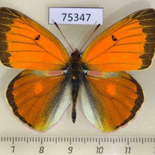 Pieridae Colias heos Khakassia rep.