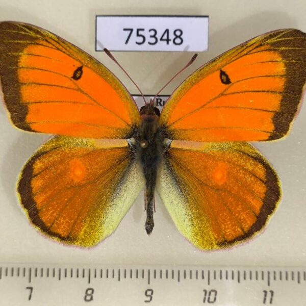 Pieridae Colias heos Khakassia rep.