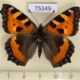 75349p Nymphalidae Aglais urticae Tyva rep. $8