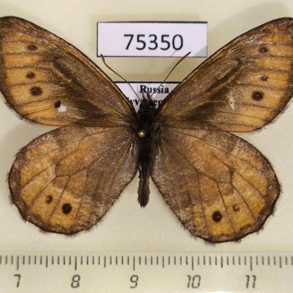 Satyridae Oeneis norna Tyva rep.