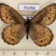 75350p Satyridae Oeneis norna Tyva rep. $7