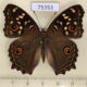 75353p Nymphalidae Junonia lemonias Thailand $9