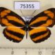 75355p Nymphalidae Pantoporia hordonia Thailand $5