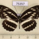 75357p Nymphalidae Neptis reducta prasiti Thailand $7