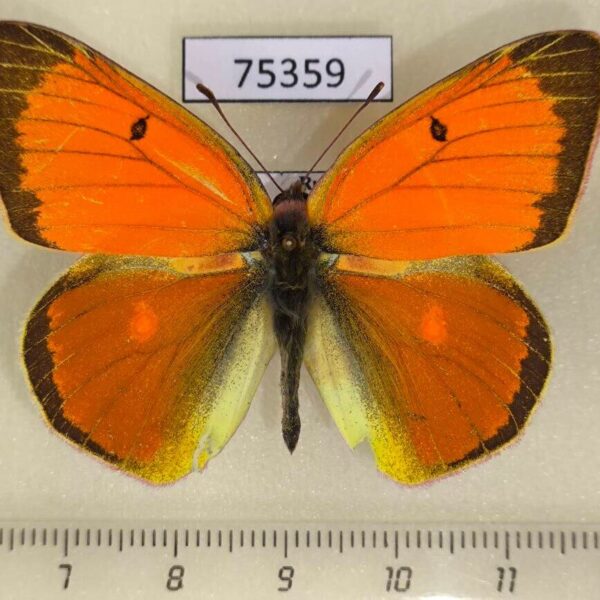 Pieridae Colias heos Khakassia rep.