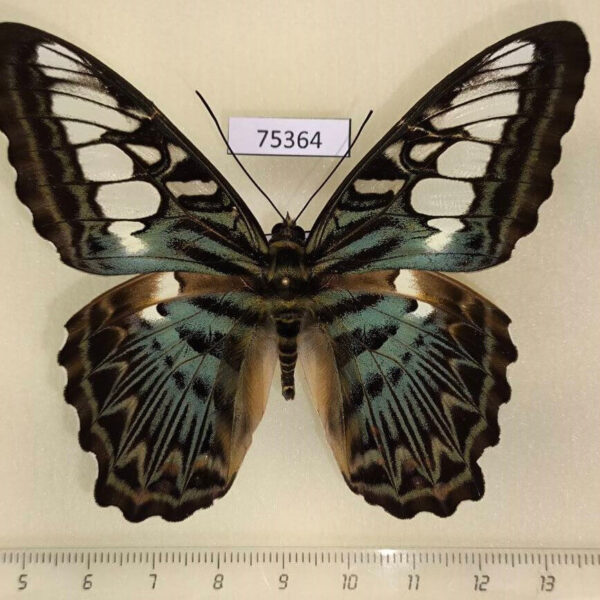 Nymphalidae Parthenos sylvia sylla Thailand