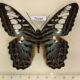 75364p Nymphalidae Parthenos sylvia sylla Thailand $10