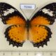 75366p Nymphalidae Cethosia cyane euanthes Thailand $8