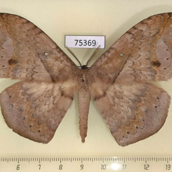 Eupterotidae Eupterote patula Thailand