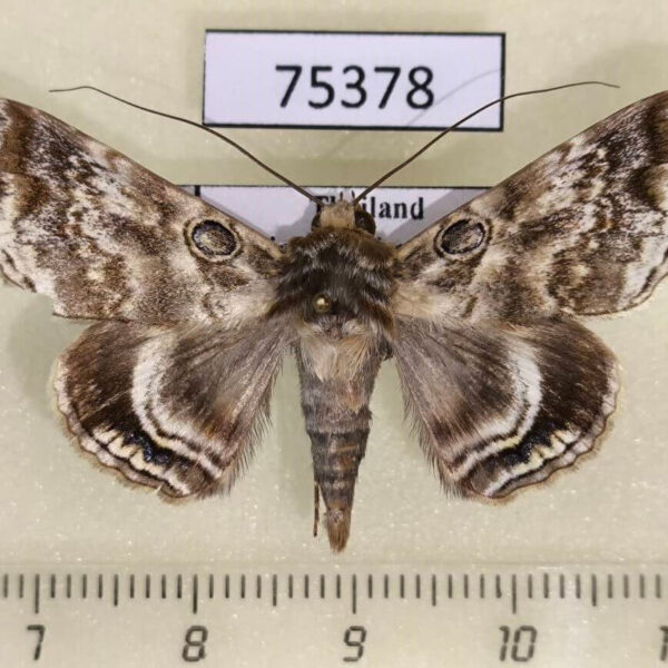 Noctuidae Cyclodes omma Thailand