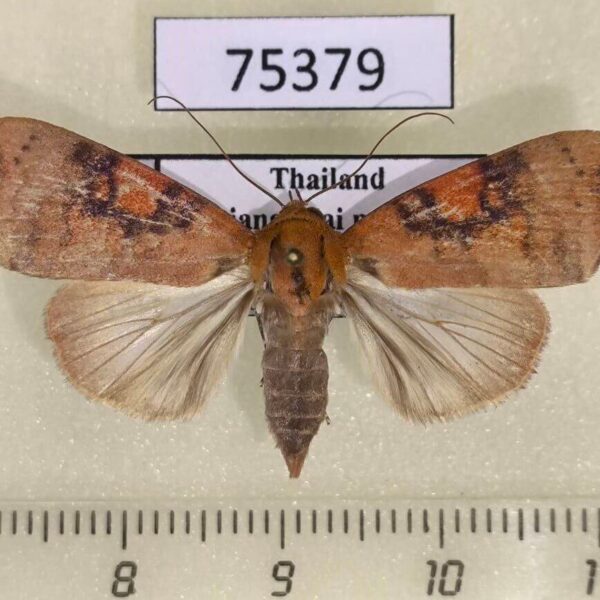 Noctuidae Maurilia iconica f Thailand